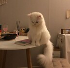 Страшилки тёти кошки (Крис Волкина)
