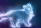 Кошки всякие нужны, кошки всякие важны (Fantanella)