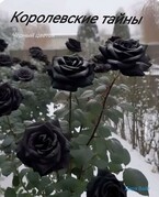 Королевские тайны. Чёрный цветок (Дара Вайт)