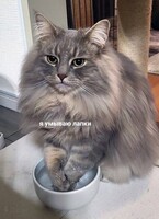 Я умываю лапки (Таня Соколова)